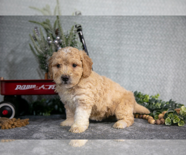 Medium Photo #2 Poodle (Miniature) Puppy For Sale in WOLCOTTVILLE, IN, USA