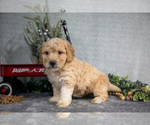 Small Photo #9 Poodle (Miniature) Puppy For Sale in WOLCOTTVILLE, IN, USA