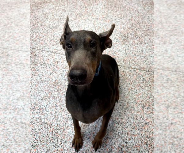 Medium Photo #5 Doberman Pinscher Puppy For Sale in Buffalo, MN, USA