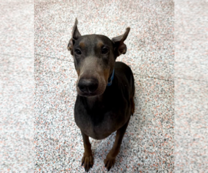 Maggie - Female Doberman Pinscher Dog for Adoption - Photo #5