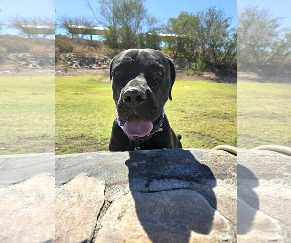 Medium Photo #4 Mutt Puppy For Sale in phoenix, AZ, USA