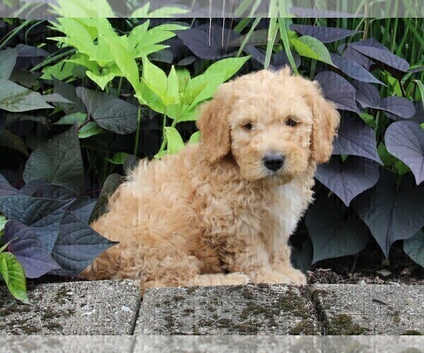 Medium Photo #10 Miniature Labradoodle Puppy For Sale in FREDERICKSBURG, OH, USA