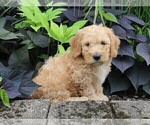 Small Photo #10 Miniature Labradoodle Puppy For Sale in FREDERICKSBURG, OH, USA