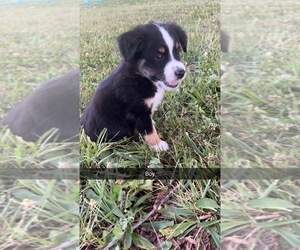 Miniature Australian Shepherd Puppy for sale in SALEM, MO, USA