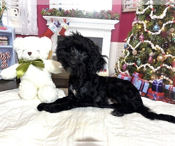 Medium Photo #5 Schnoodle (Miniature) Puppy For Sale in MORENO VALLEY, CA, USA