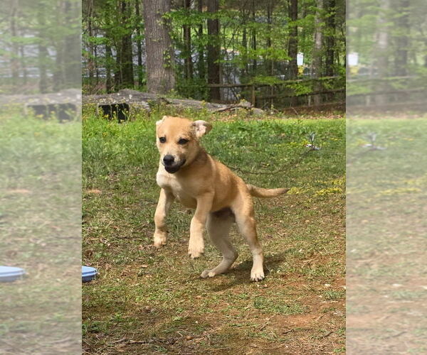 Medium Photo #3 Shepradors Puppy For Sale in Mooresville, NC, USA