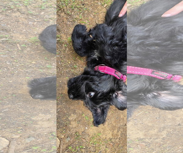 Medium Photo #4 Aussiedoodle Puppy For Sale in McDonough, GA, USA
