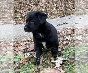 Labrador Retriever-Mutt Mix Puppy for sale in LAKEMONT, GA, USA