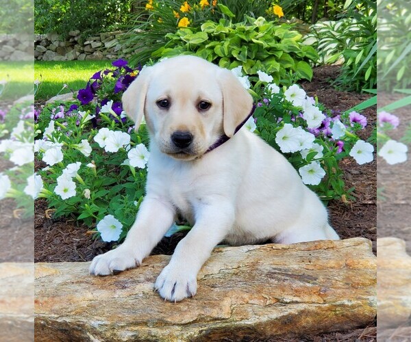 Medium Photo #5 Labrador Retriever Puppy For Sale in PARKESBURG, PA, USA