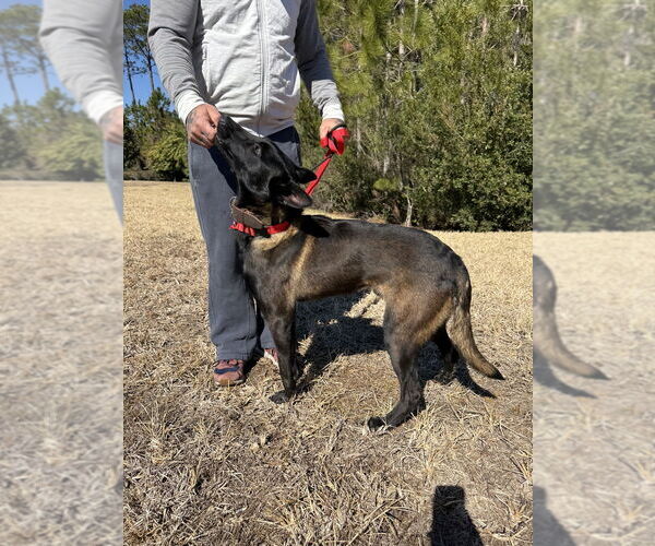 Medium Photo #6 Mutt Puppy For Sale in Imlay City, MI, USA