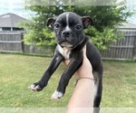 Small Photo #14 Boston Terrier Puppy For Sale in BROKEN ARROW, OK, USA