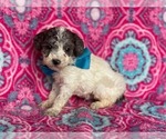 Small #2 Poodle (Miniature)
