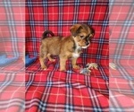 Small #1 Shih Tzu
