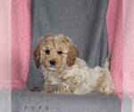 Small #2 Poodle (Miniature)