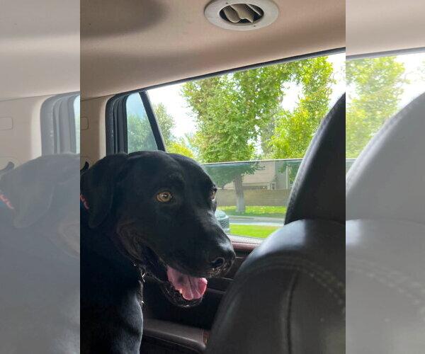 Medium Photo #7 Labrador Retriever-Unknown Mix Puppy For Sale in San Diego, CA, USA