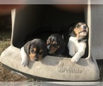 Small #5 Beagle