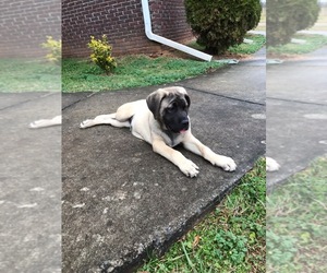 Mastiff Puppy for sale in BLOUNT SPRINGS, AL, USA