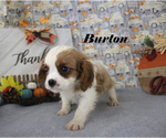 Small #1 Cavalier King Charles Spaniel