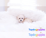 Small Maltipoo