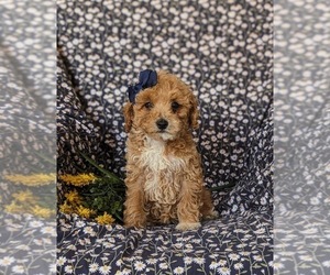 Poodle (Miniature) Puppy for sale in KIRKWOOD, PA, USA