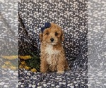 Small Photo #1 Poodle (Miniature) Puppy For Sale in KIRKWOOD, PA, USA