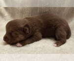 Small #3 Mutt