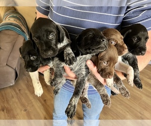 German Shorthaired Pointer Puppy for sale in HARVEY, IA, USA