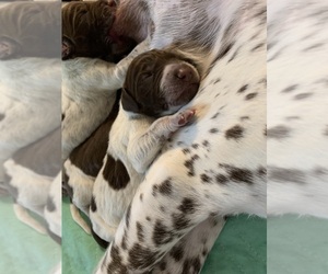 German Shorthaired Pointer Puppy for sale in ALTOONA, PA, USA