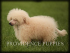 Small Photo #73 Poodle (Miniature) Puppy For Sale in COPPOCK, IA, USA