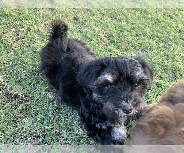 Medium Photo #2 Havanese Puppy For Sale in DODD CITY, TX, USA