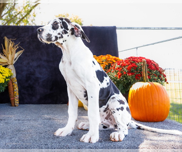 Medium Photo #1 Great Dane Puppy For Sale in WAKARUSA, IN, USA