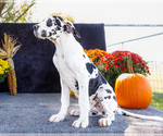 Puppy Chester Great Dane