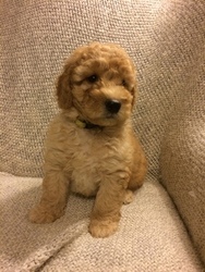 Miniature Labradoodle Puppy for sale in EAST EARL, PA, USA
