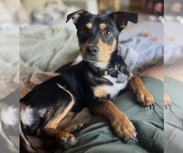 Medium Photo #2 Chiweenie Puppy For Sale in Houston, TX, USA