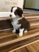 Small Photo #1 Australian Shepherd Puppy For Sale in CAYUSE, OR, USA