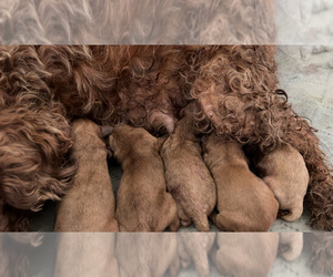 Cavapoo Puppy for sale in BERKLEY, MI, USA