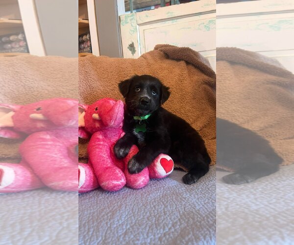 Medium Photo #2 Labrador Retriever-Unknown Mix Puppy For Sale in Rockaway, NJ, USA