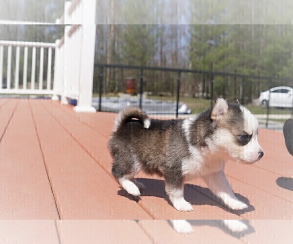 Medium Photo #5 Pomsky Puppy For Sale in DRACUT, MA, USA