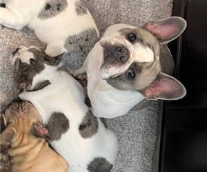 Mother of the French Bulldog puppies born on 09/30/2023