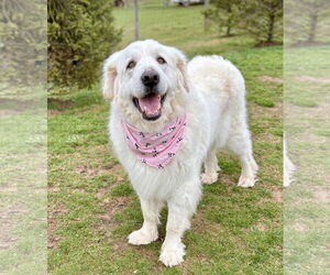 Great Pyrenees-Unknown Mix Dogs for adoption in Spring Lake, NJ, USA