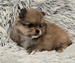 Small Photo #8 Pomeranian Puppy For Sale in MENIFEE, CA, USA