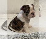 Small Photo #1 Bulldog Puppy For Sale in TURLOCK, CA, USA
