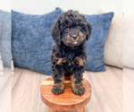 Small #4 Cavapoo (Miniature)