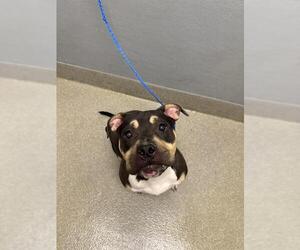 Medium American Bulldog-Rottweiler Mix