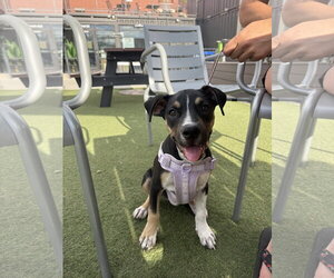 Dora - Female Mutt Dog for Adoption - Photo #4