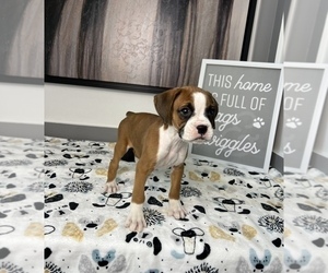 Boxer Puppy for sale in FRANKLIN, IN, USA