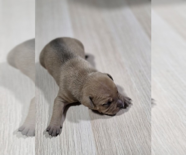Medium Photo #1 American Pit Bull Terrier Puppy For Sale in SOUTHBOROUGH, MA, USA