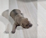 Puppy 1 American Pit Bull Terrier