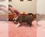 Small Photo #4 Boston Terrier Puppy For Sale in GLADEWATER, TX, USA