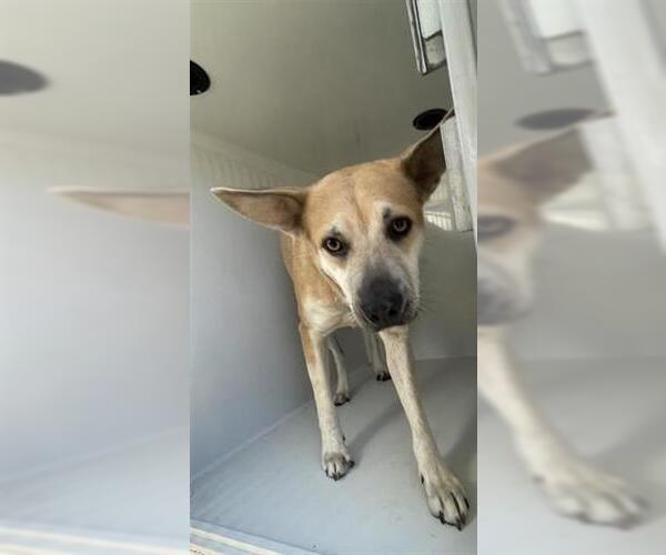 Medium Photo #1 Carolina Dog-German Shepherd Dog Mix Puppy For Sale in Houston, TX, USA